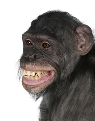Poster Nahaufnahme eines Mischlingsaffen zwischen Schimpanse und Bonobo © Eric Isselée