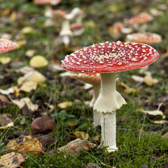 Fly agaric or fly Amanita mushrooms, Amanita muscaria