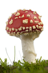 Fly agaric or fly Amanita mushroom, Amanita muscaria