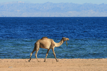 Camel beside the Red Sea