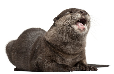 Oriental small-clawed otter, Amblonyx Cinereus, 5 years old