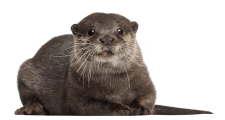 Oriental small-clawed otter, Amblonyx Cinereus, 5 years old