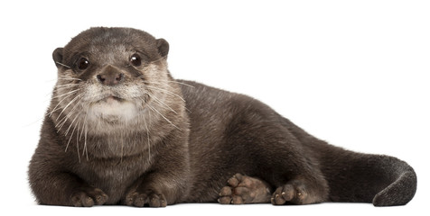 Oriental small-clawed otter, Amblonyx Cinereus, 5 years old