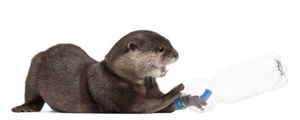 Oriental small-clawed otter, Amblonyx Cinereus, 5 years old