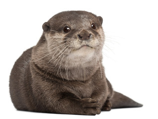 Oriental small-clawed otter, Amblonyx Cinereus, 5 years old