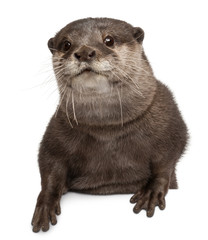 Oriental small-clawed otter, Amblonyx Cinereus, 5 years old