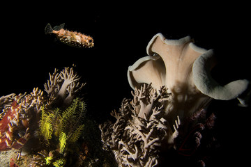 Underwater life, night underwater shooting