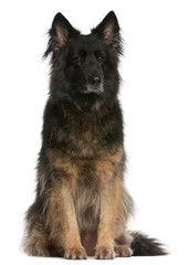 German Shepherd sitting in front of white background
