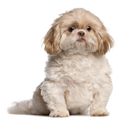 Shih Tzu sitting in front of white background