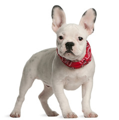 French bulldog puppy, 4 months old, standing