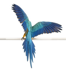 Rear view of Blue and Yellow Macaw, Ara Ararauna, perched