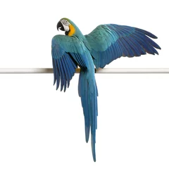 Papier Peint photo Perroquet Blue and Yellow Macaw, Ara Ararauna, perched on pole