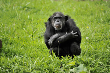 chimpanzé assis bras croisés