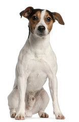 Jack Russell Terrier, 4 years old, sitting