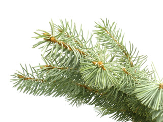 blue pine branch