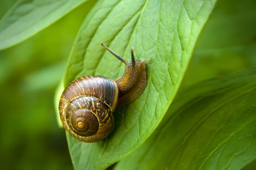 Snail - obrazy, fototapety, plakaty