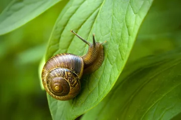 Fotobehang Snail © Daniel Raja