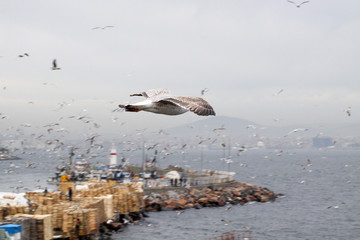 zatoka © piotr_studio4u