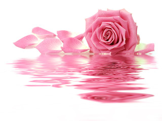 Pink rose and petals