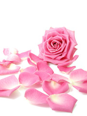 Fototapeta na wymiar Pink rose and petals
