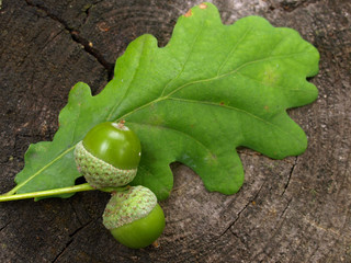 Autumn acorns with leaf