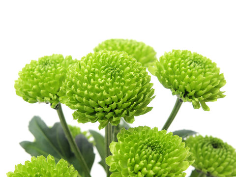 Green Chrysanthemum Flowers