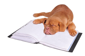 Puppy sleeping on a document folder