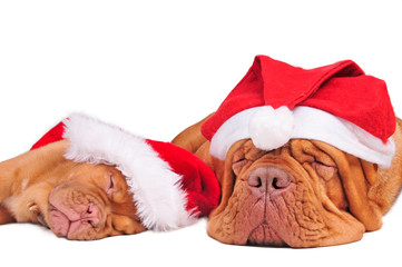 Dogs with Christmas Hats