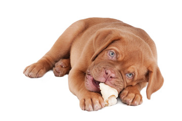 Puppy eating a bone