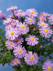 Aster flowers