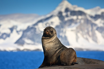 Fototapeta premium brown seal