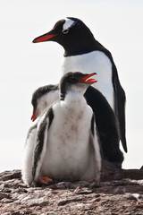 Three penguins in Antarctica