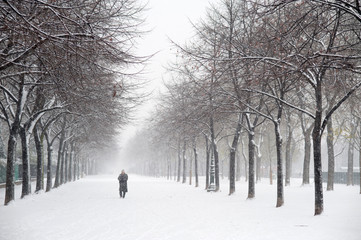 Allée sous la neige - Paris