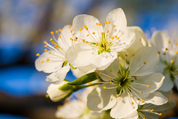 White cherry flower