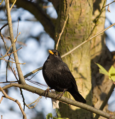 Blackbird in a Tree