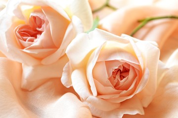 薔薇　セバスティン・クナイプ