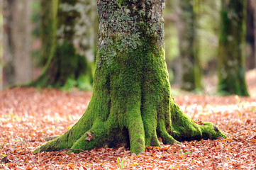 faggio del cansiglio 411