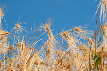 Golden Wheat Ears
