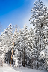 Winter forest