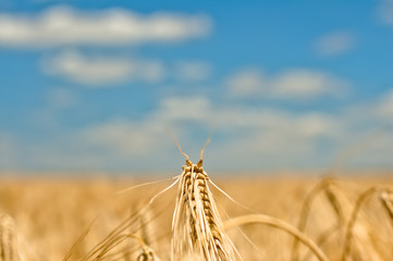 Fototapeta na wymiar Single Wheat Ear on sky background