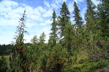 Pinewood of Canazei under a blue sky