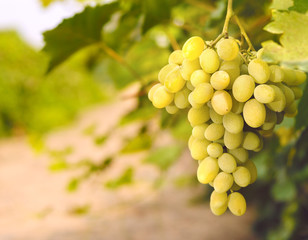 Grapes