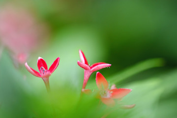 red flower with green leafs