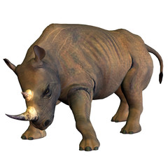 Obraz premium Nashorn