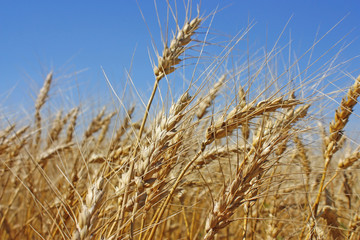Field of gold wheat