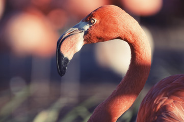 Single pink flamingo