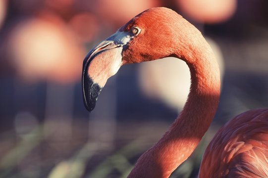 Fototapeta Single pink flamingo