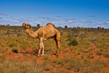 Poster wild camel in the australian outback © Enrico Della Pietra