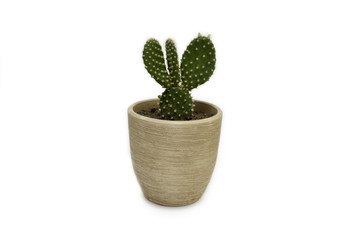 cactus flower pot with a white background
