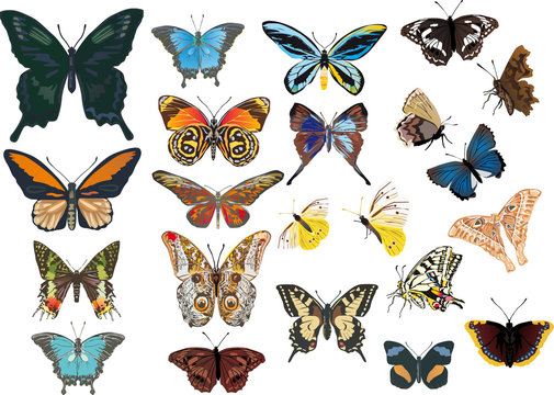 twenty two color butterflies